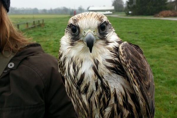 Flugschüler der besonderen Art